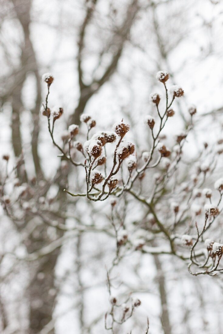 Verschneiter Buchenast mit Bucheckern am Baum