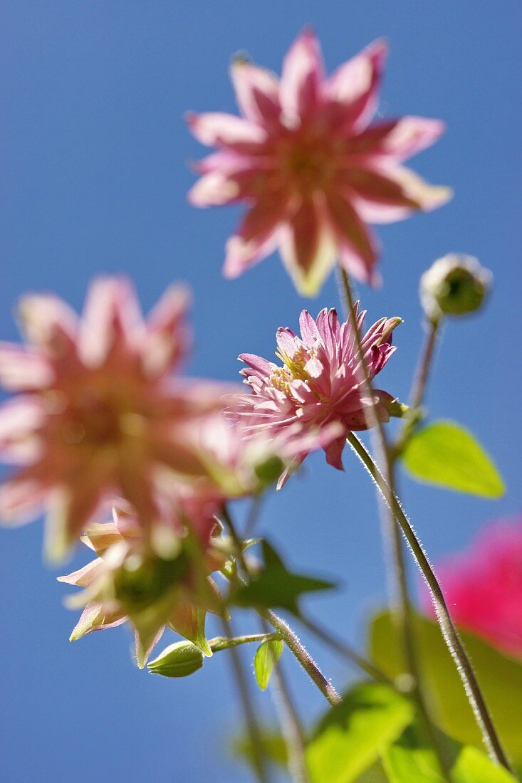 Pastellrosa Akeleiblüten vor blauem Himmel