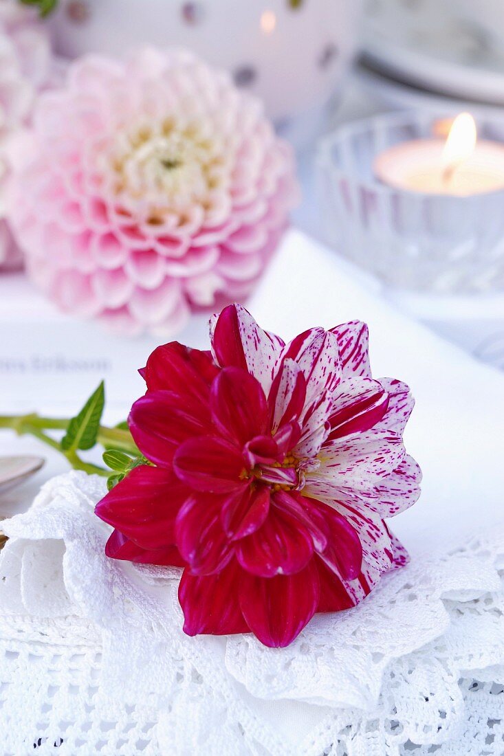 Bicoloured dahlia on lace doily