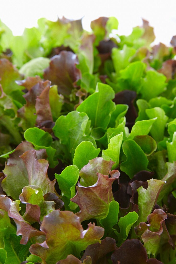 Mixed salad leaves