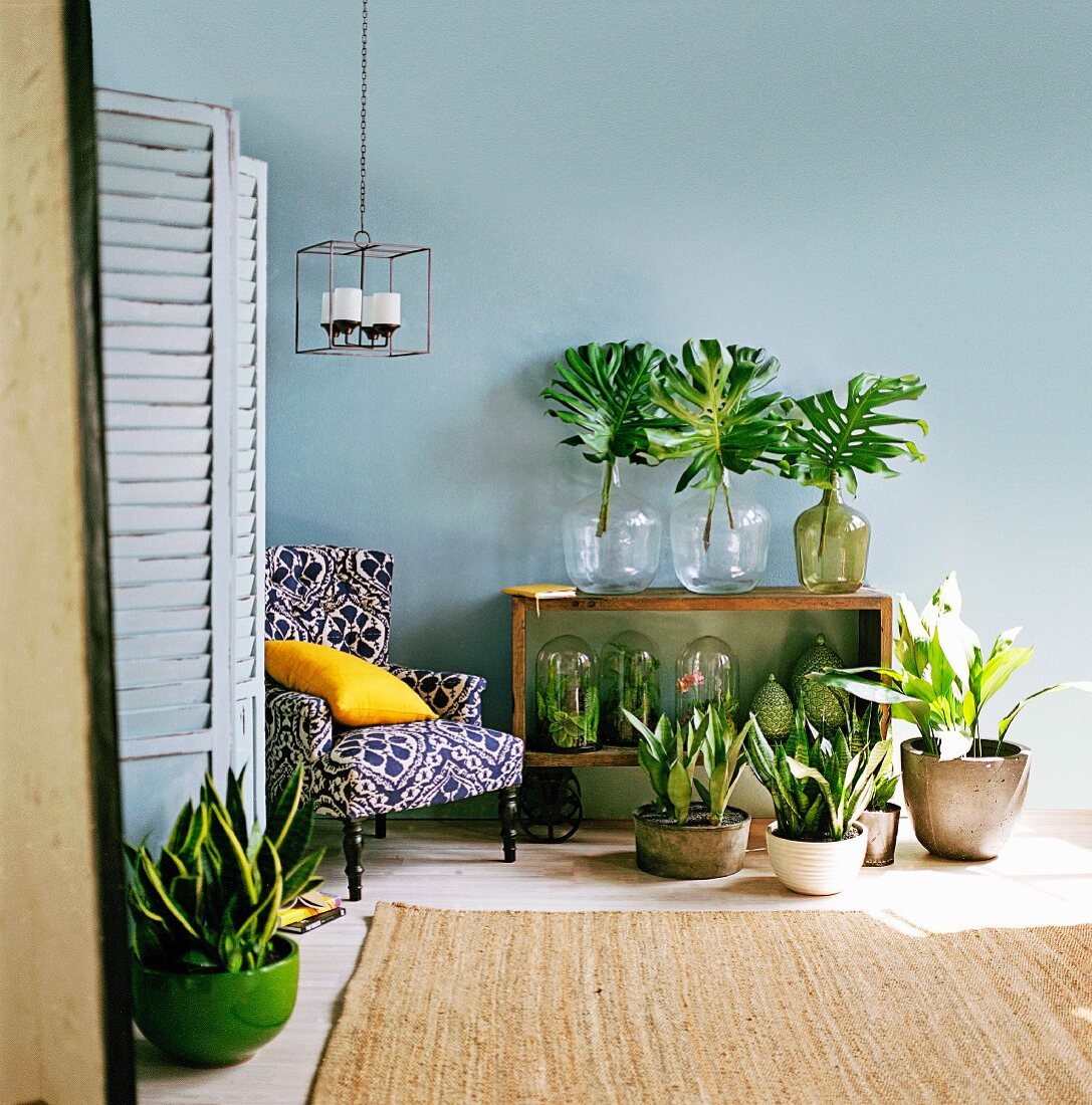 Grünpflanzen, einzelne Blätter in Vasen und Mini Gewächshäuser im Regal vor blau getönter Wand