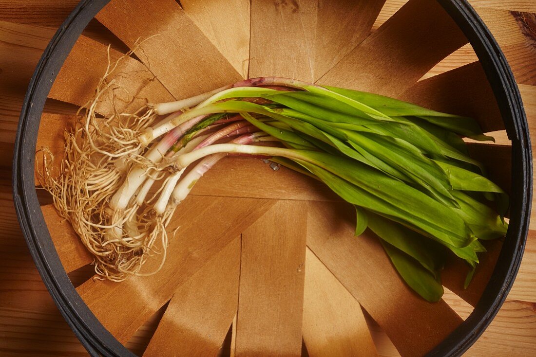 Fresh wild leeks in a wooden basket