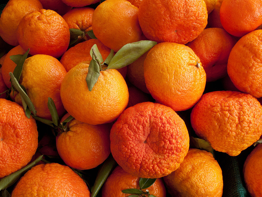 Shasta Gold Mandarinen auf einem Bauernmarkt