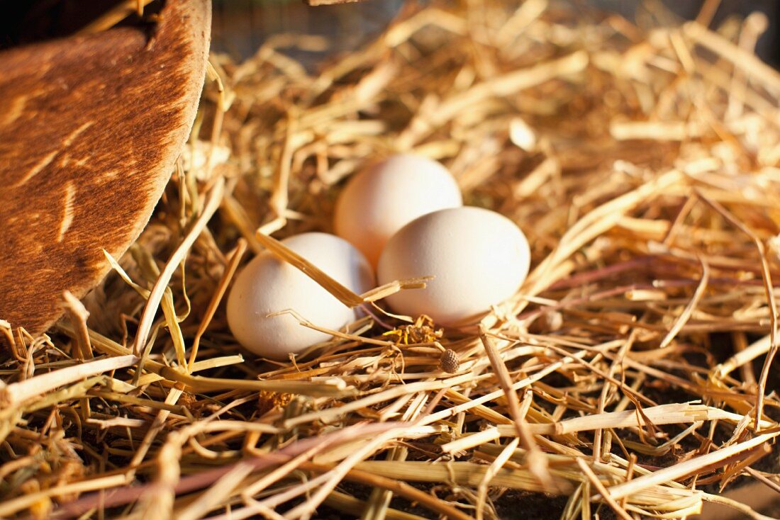 Fresh organic eggs in a nest on a farm