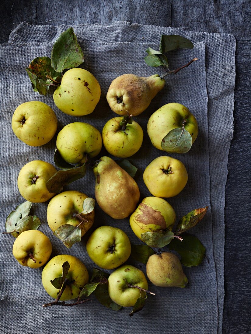 Quinces on a tea towel