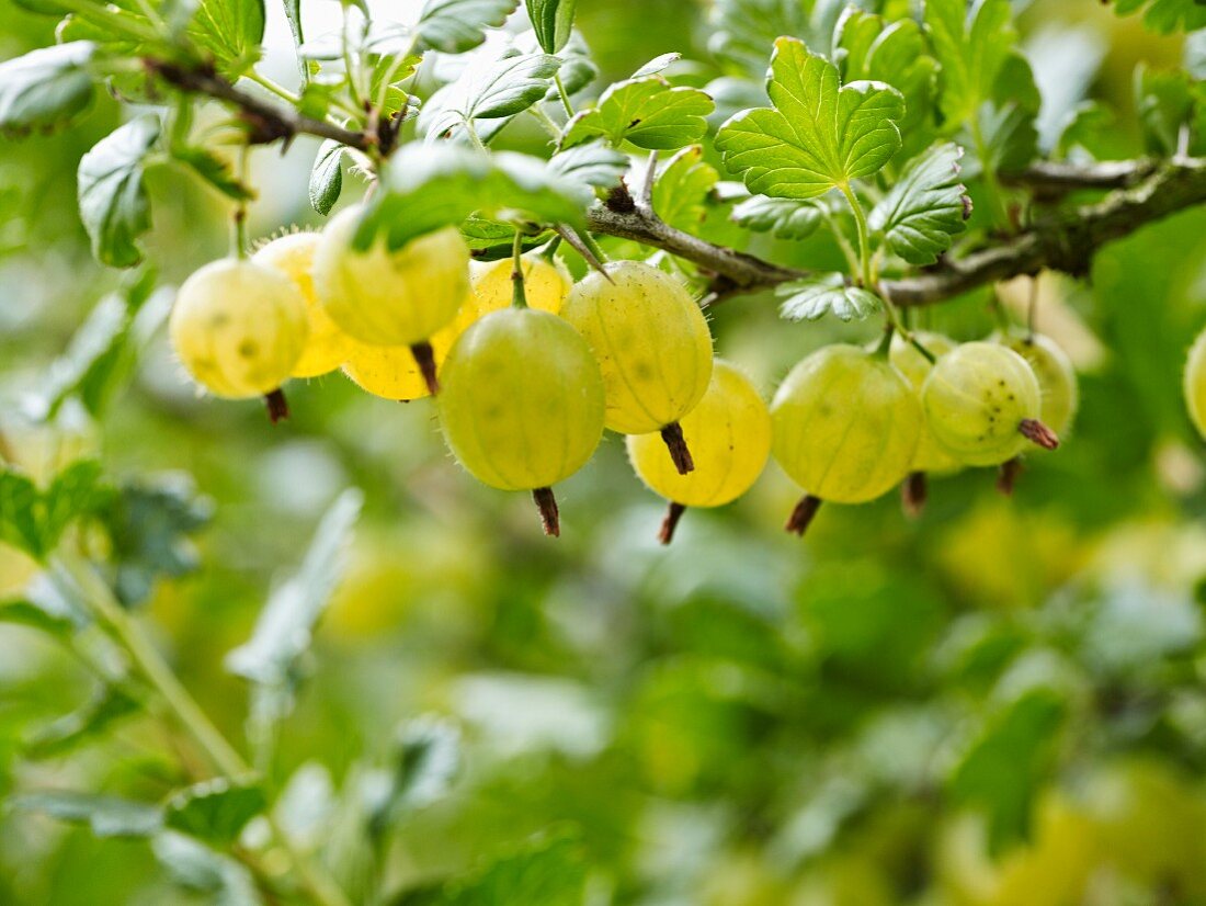 Gooseberries