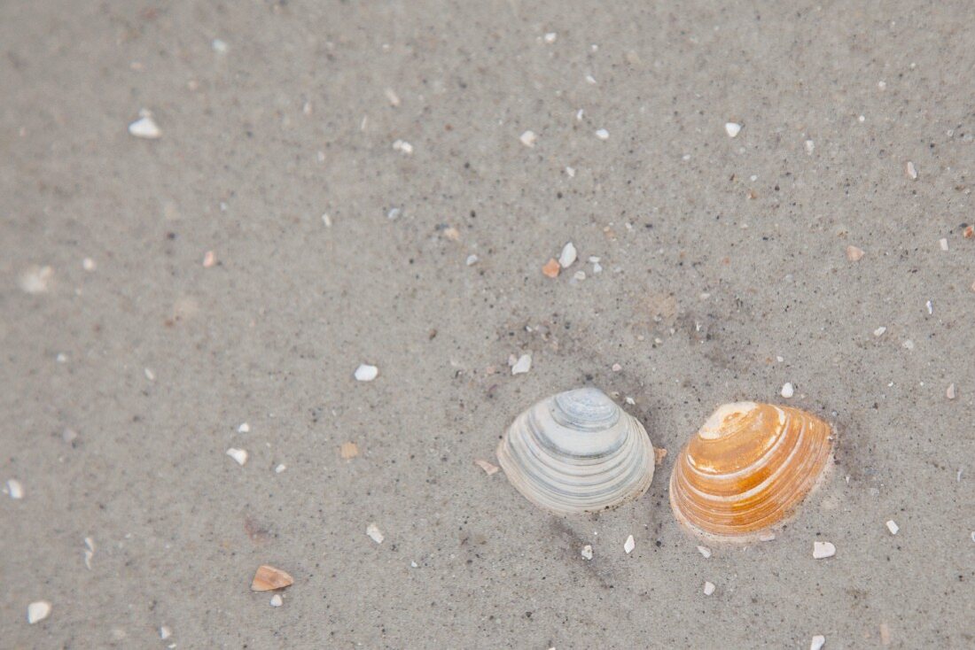 Seashells in sand