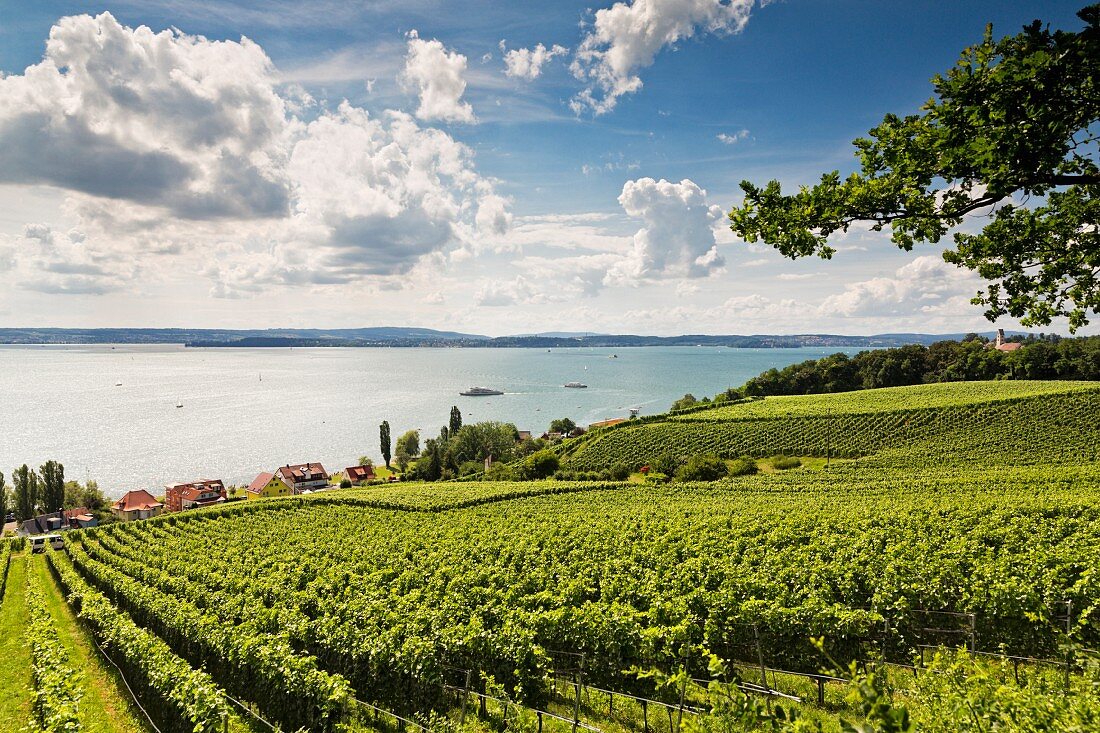 Vineyards around Meersburg along the vineyard hiking route, Lake Constance
