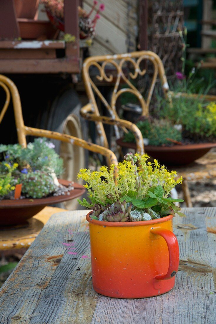 Yellow-flowering plant and succulent in vintage, orange enamel mug