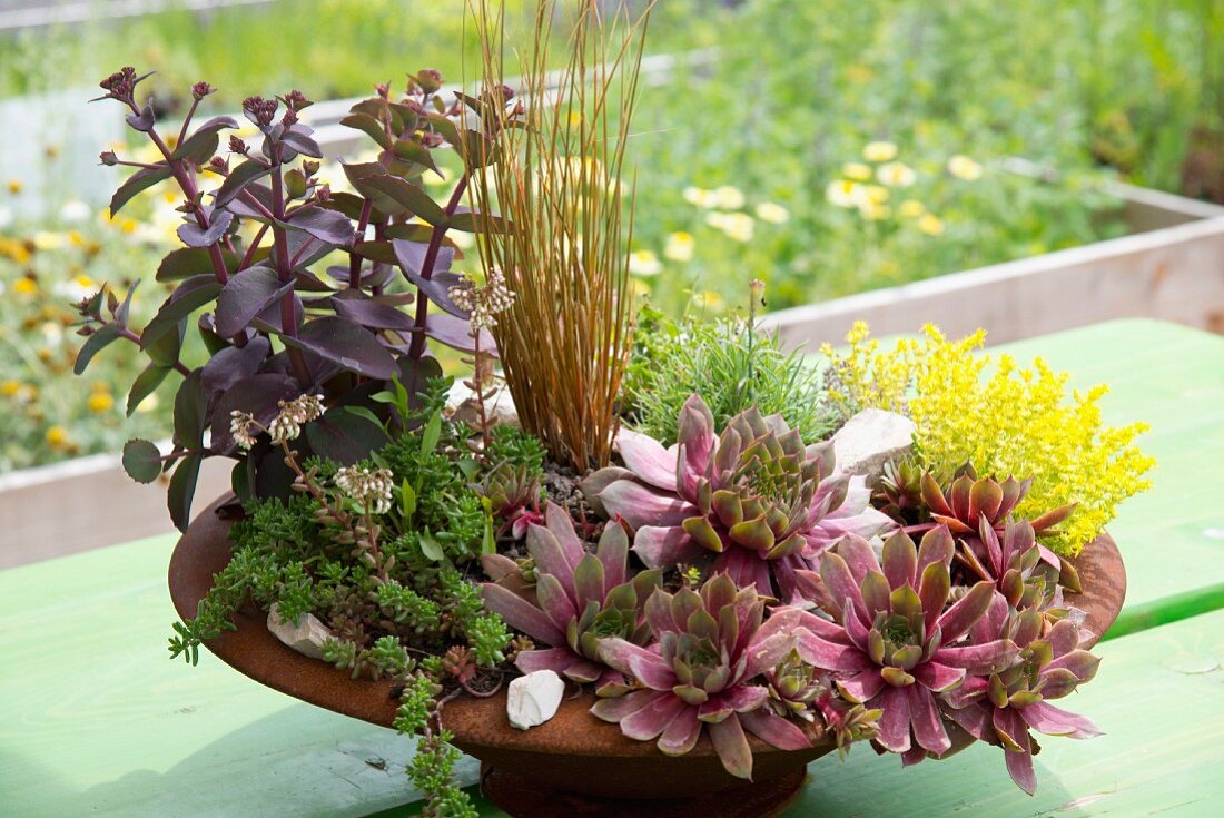 Various succulents and other plants planted in rusty dish