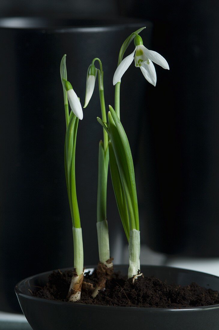 Schneeglöckchen in einem Blumentopf