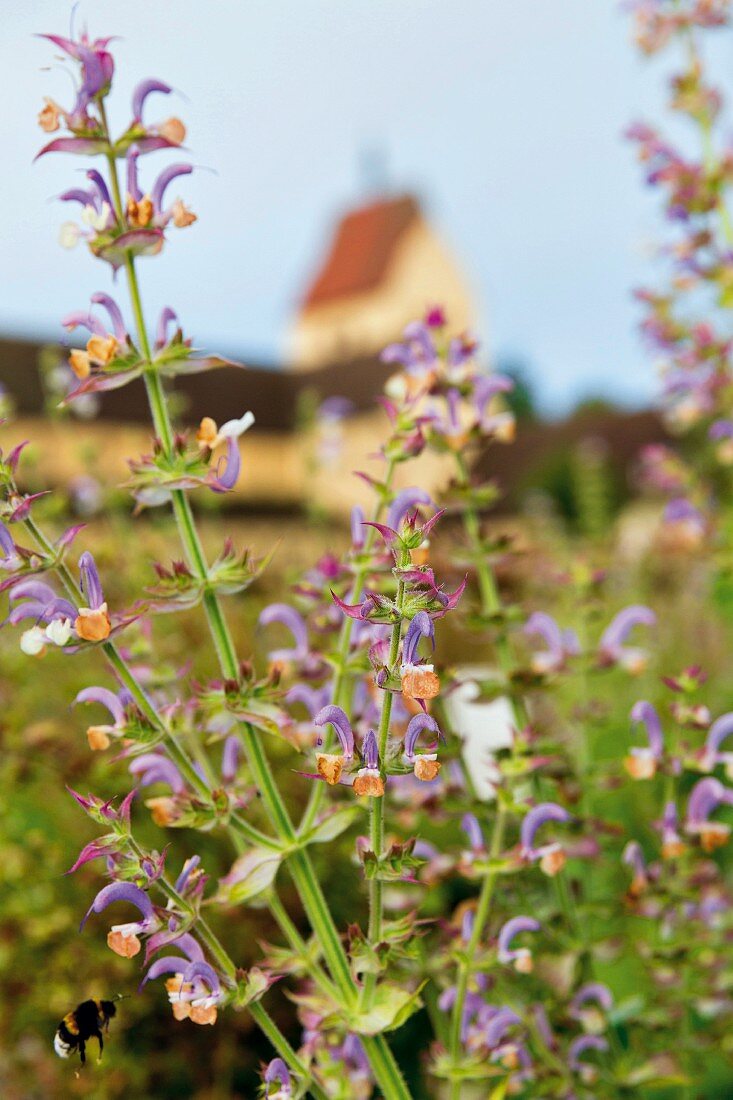 Kräutergarten hinter der Klosterkiche St. Maria und Markus, Kloster Reichenau am Bodensee