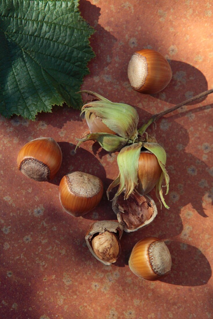Freshly picked hazelnuts