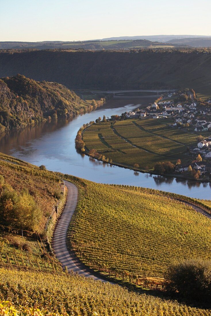 Wine landscape by the River Mosel at a bend in the river