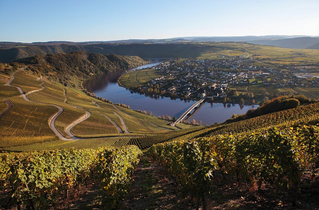 The wine-growing landscape on the Mosel River