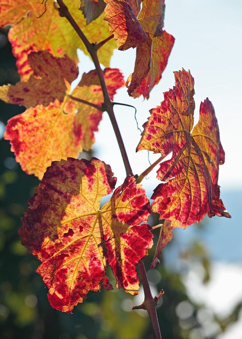 Autumnal vine leaves in sunshine