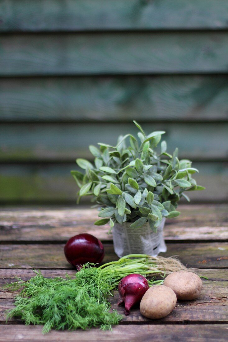 Red onions, potatoes and fresh herbs on a wooden table