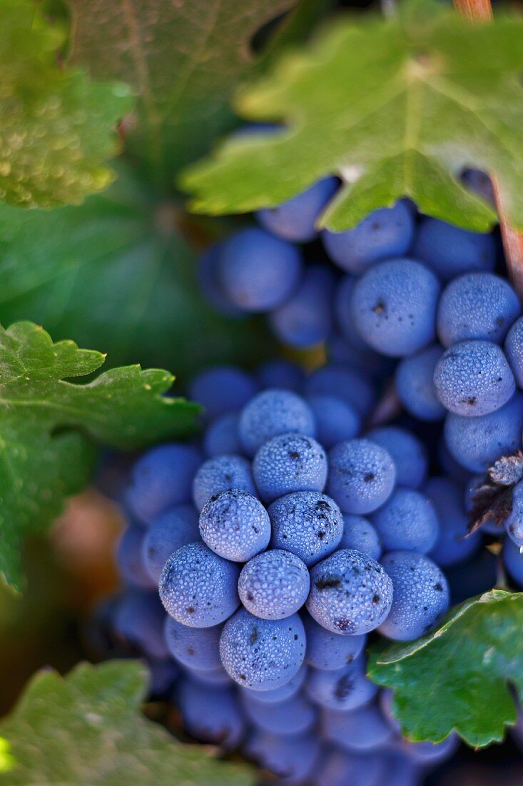 Heat-resistant red wine grapes