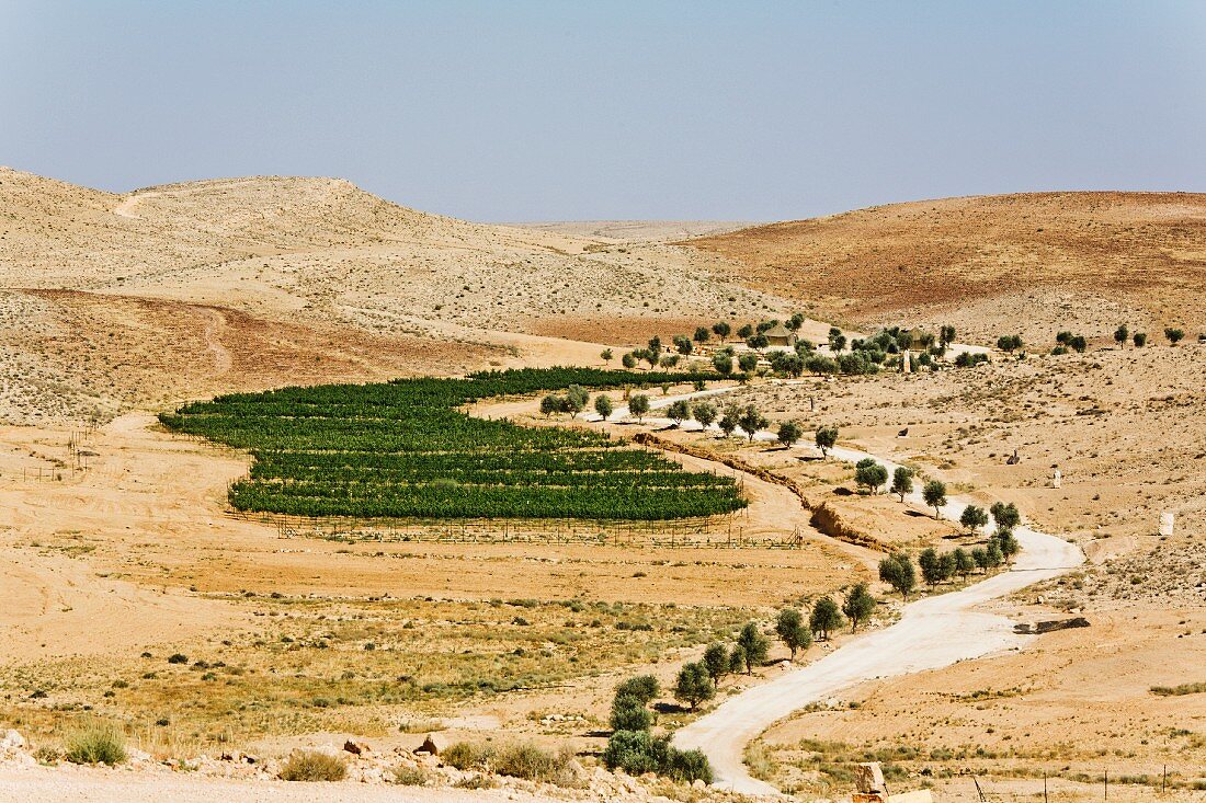 Vineyards in the Negev desert, Israel