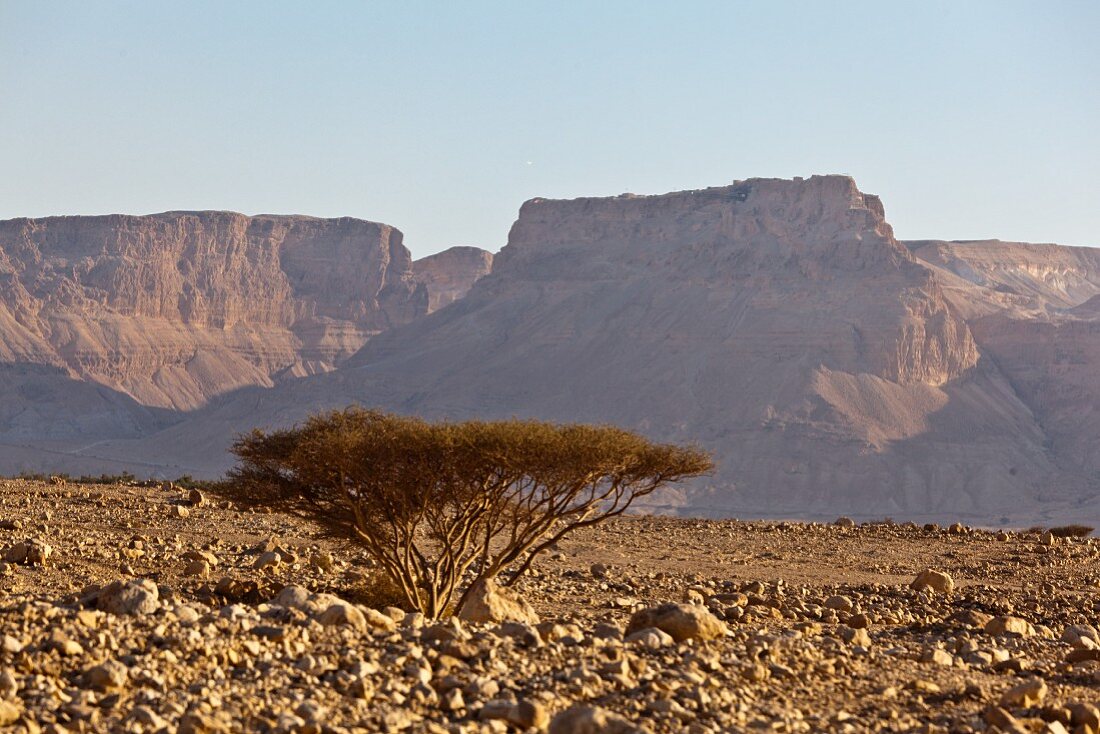 Tamarisken in the Negev Desert, Jerusalem