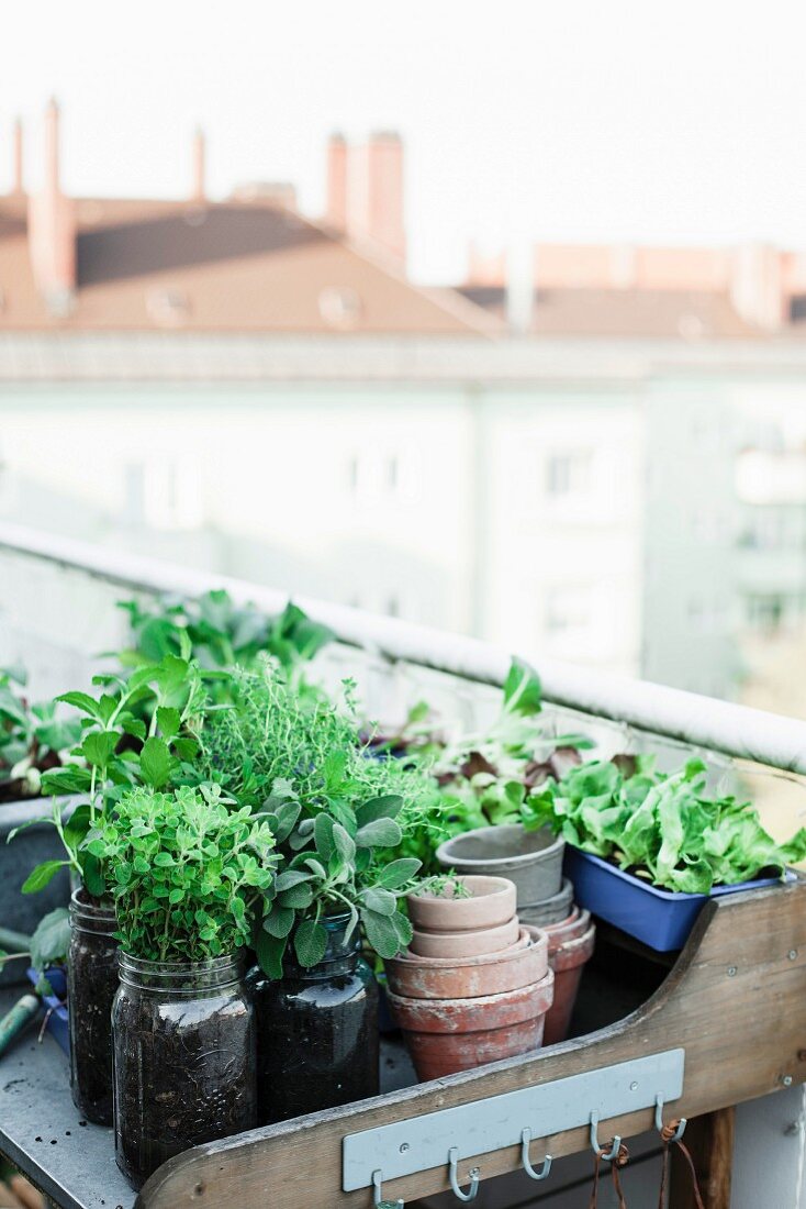 Frische Kräuter in Einmachgläsern auf Pflanztisch auf Dachterrasse