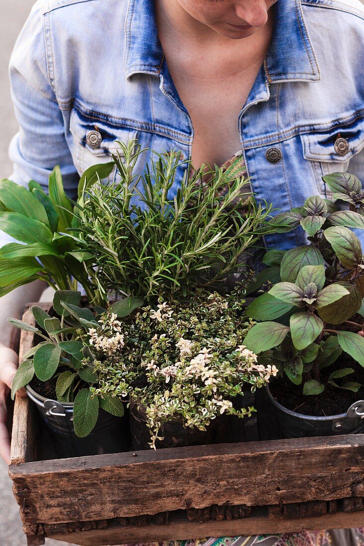 Woman carrying wooden crate of various potted garden herbs