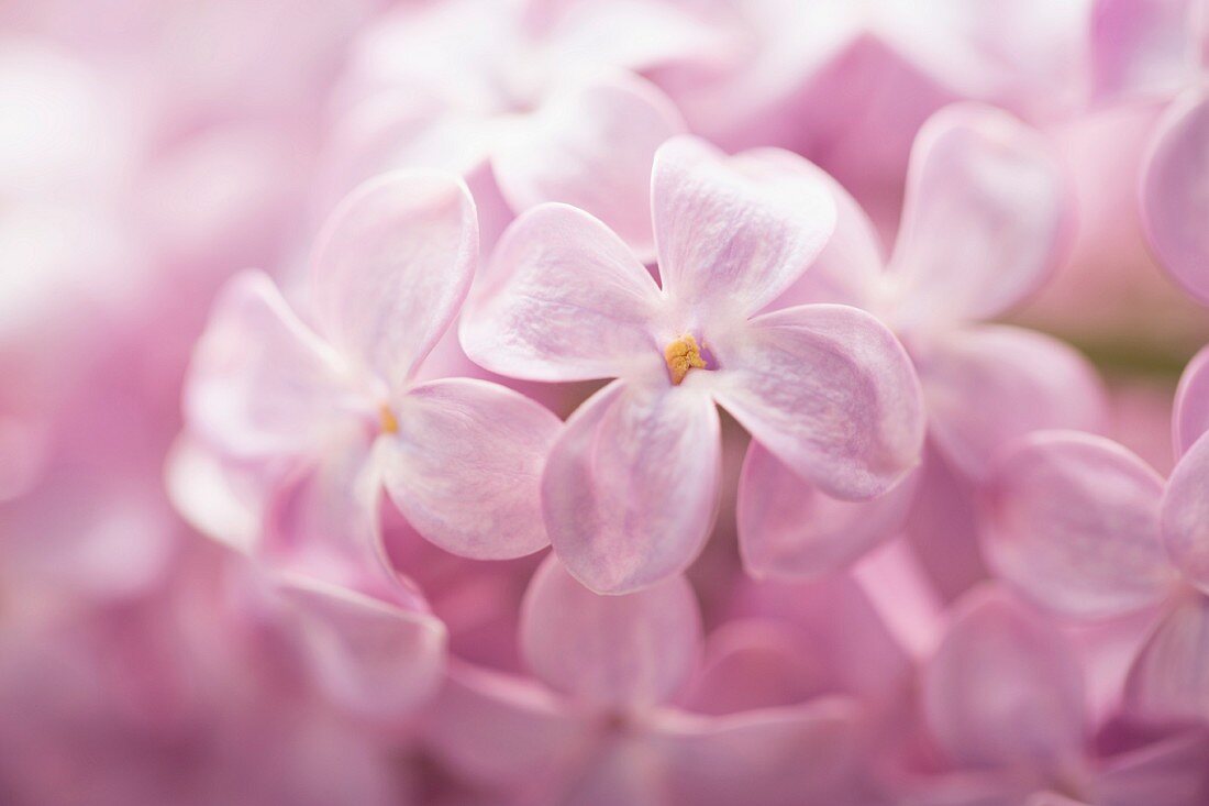 Lilac flowers (close-up)