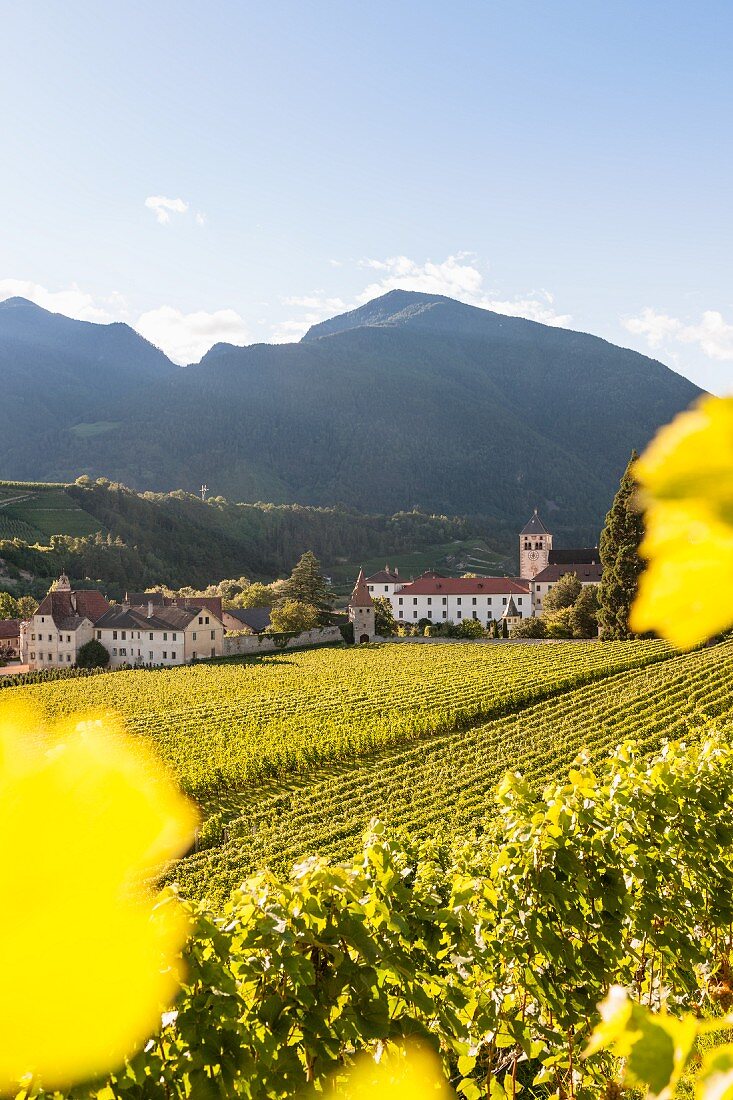 Vineyards at Neustift abbey, South Tyrol