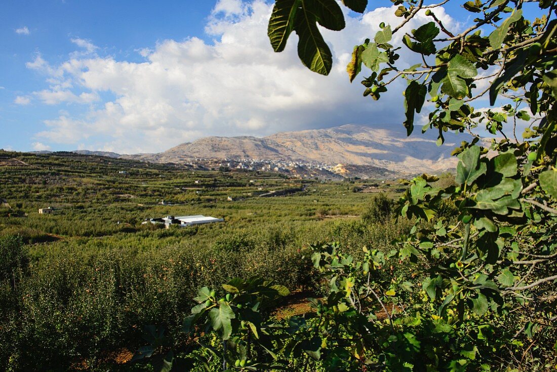 Blick auf die Golanhöhen mit dem Berg Hermon, Israel