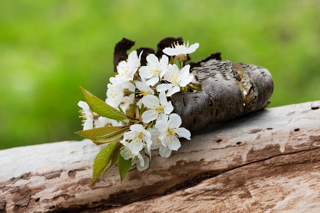 Cherry blossom inserted into piece of curved bark on dead log outdoors