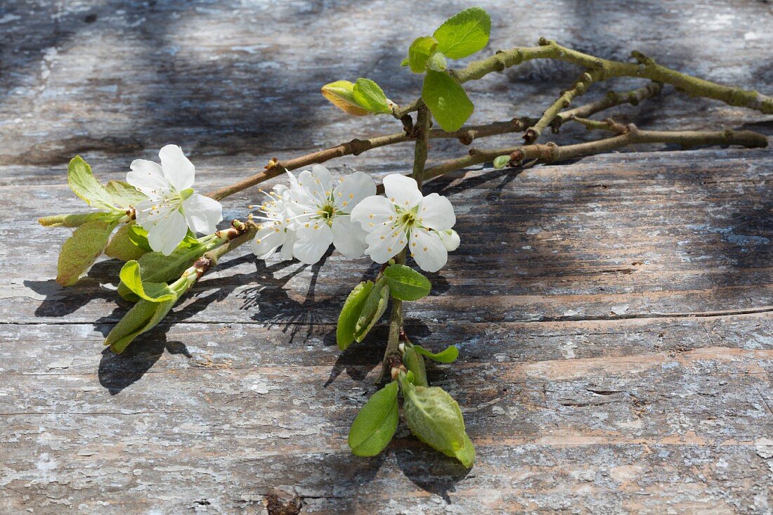 Zwetschgenbaumblüten auf verwittertem Holzuntergrund im Freien