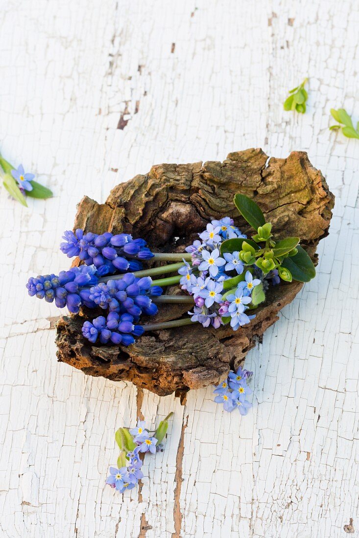 Forget-me-not and grape hyacinths in bowl-shaped piece of wood