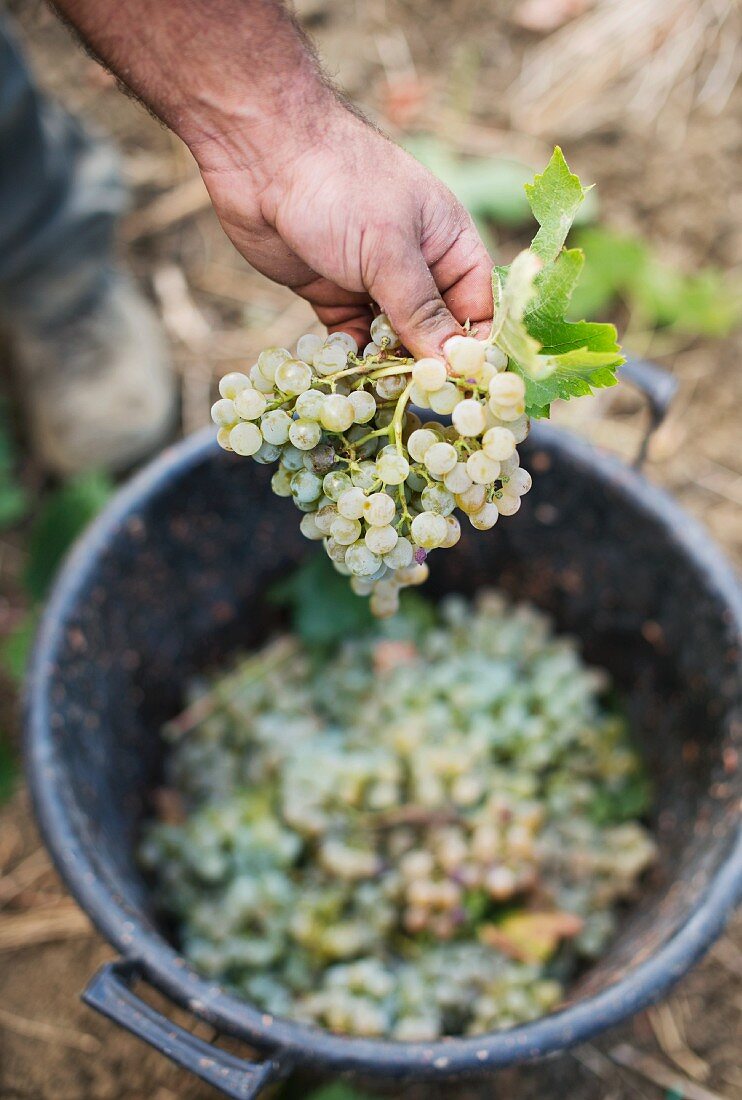 A worker sorting Grillo grapes, Regaleali vineyard, Tasca d'Almerita, Sicily