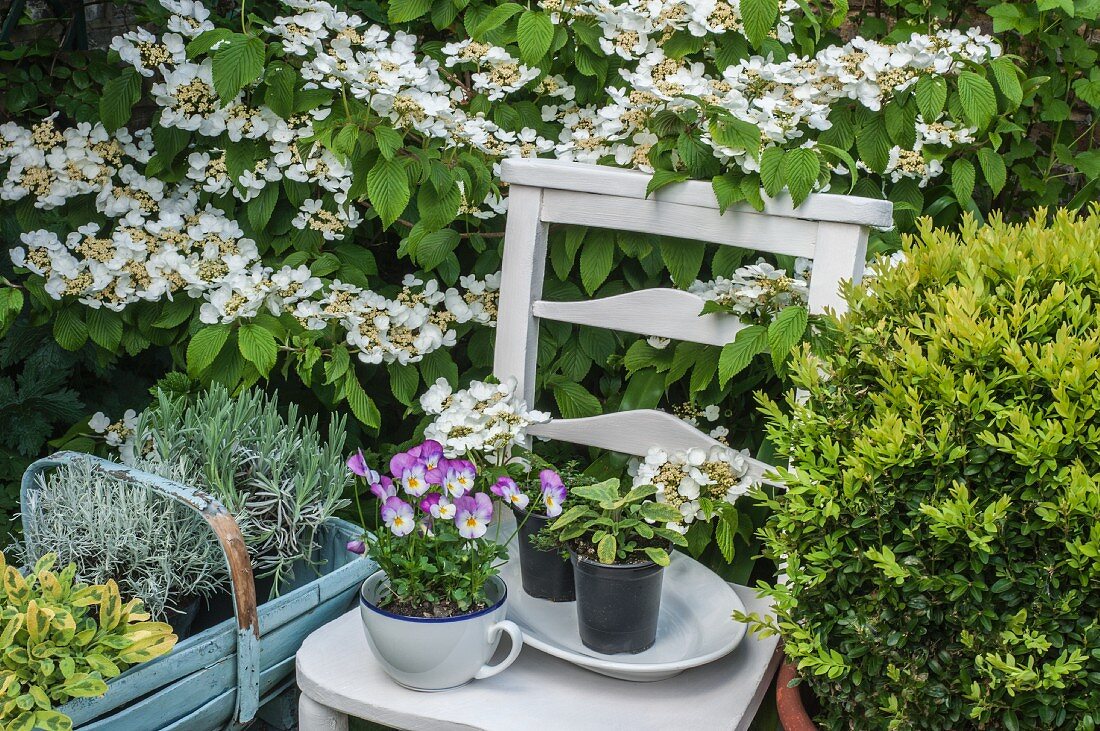 Herbs and violas on white chair in front of Viburnum plicatum in garden