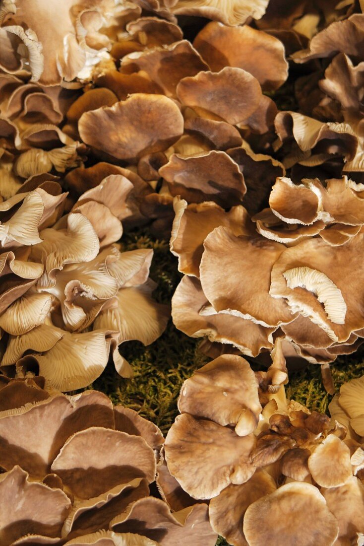 Lung oyster mushrooms in moss