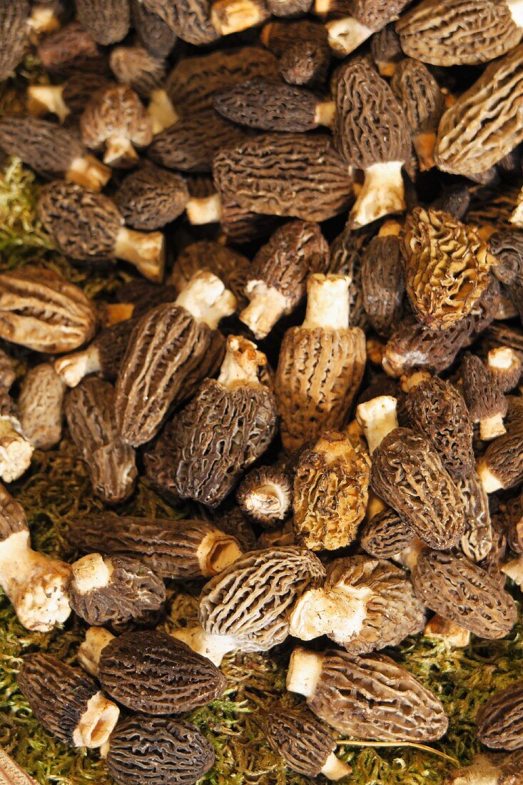 Morel mushrooms