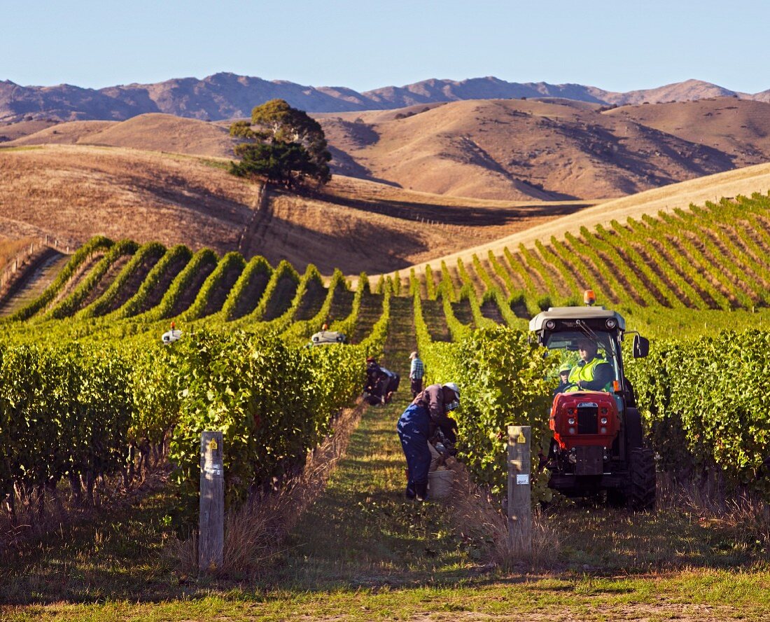 Weinernte für Greywacke Sauvignon Blanc auf dem Weingut Yarrum, Weinberg Ben Morven (Marlborough, Neuseeland)