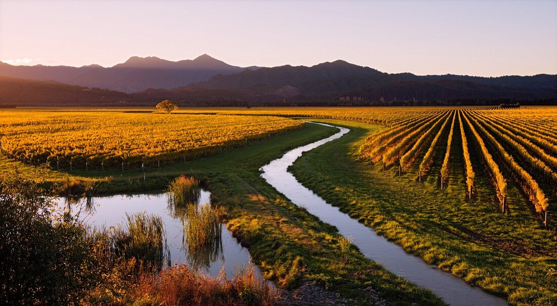 Herbstliches Sauvignon Blanc Weinanbaugebiet am Oyster Bay in Wairau Valley mit Gibsons Creek & Richmond Ranges im Hintergrund (Marlborough, Neuseeland)