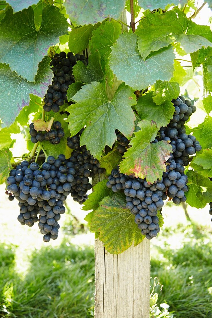 Grapes on a Vine