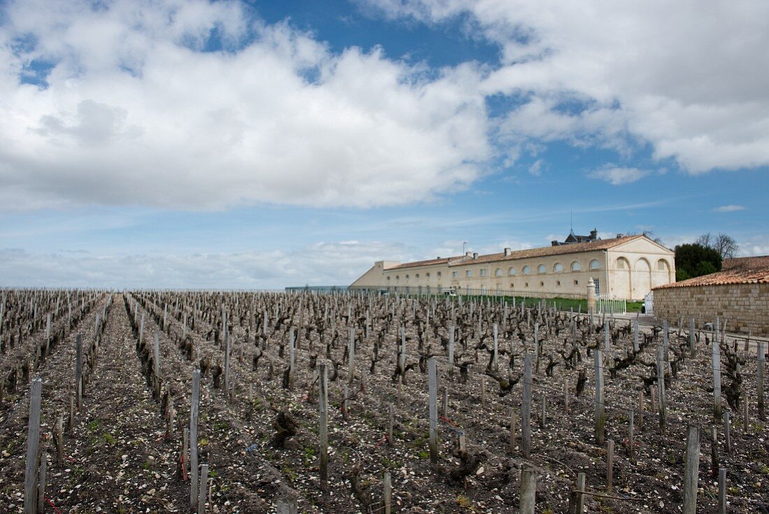 Mouton-Rothschild vineyard (Bordeaux, France)