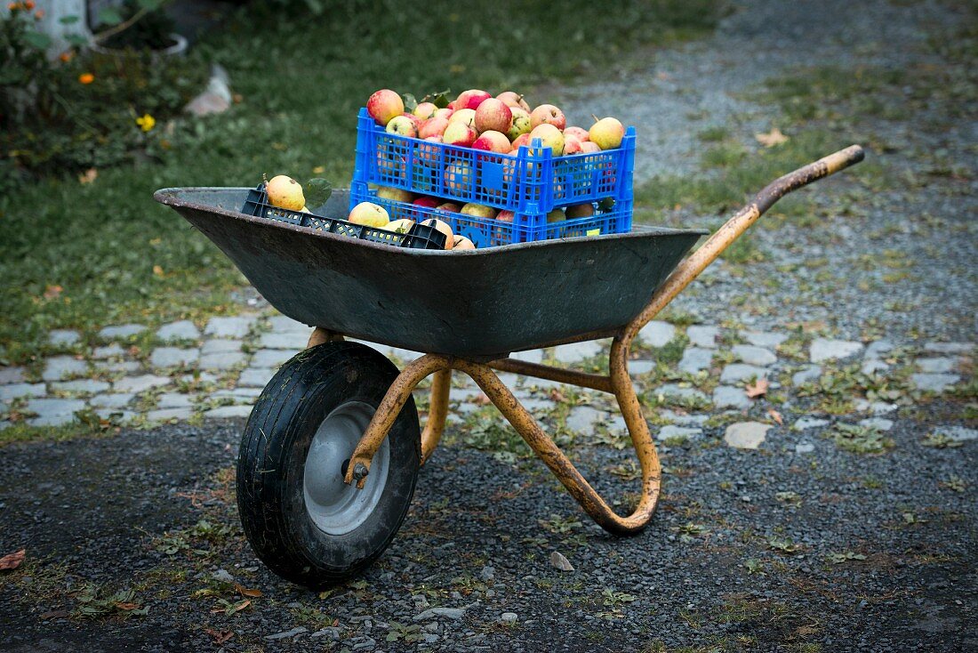 Crates of apples in a wheelbarrow