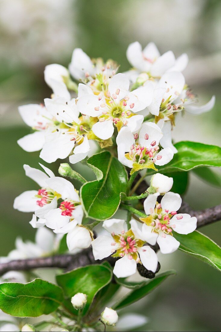 Pear tree blossom on a branch (close up)
