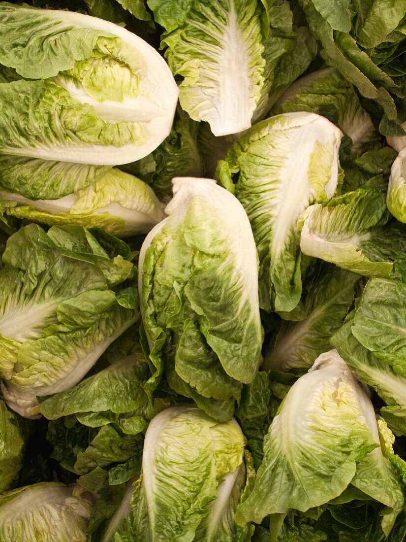 Cos lettuce (full frame)