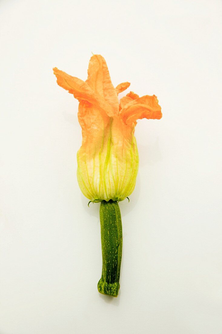 Eine Zucchiniblüte vor weißem Hintergrund