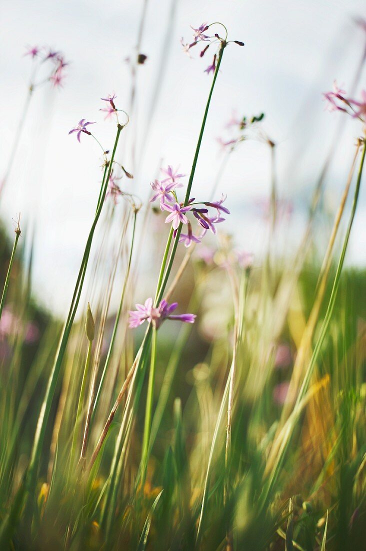 Edible grasses and flowers, Spain