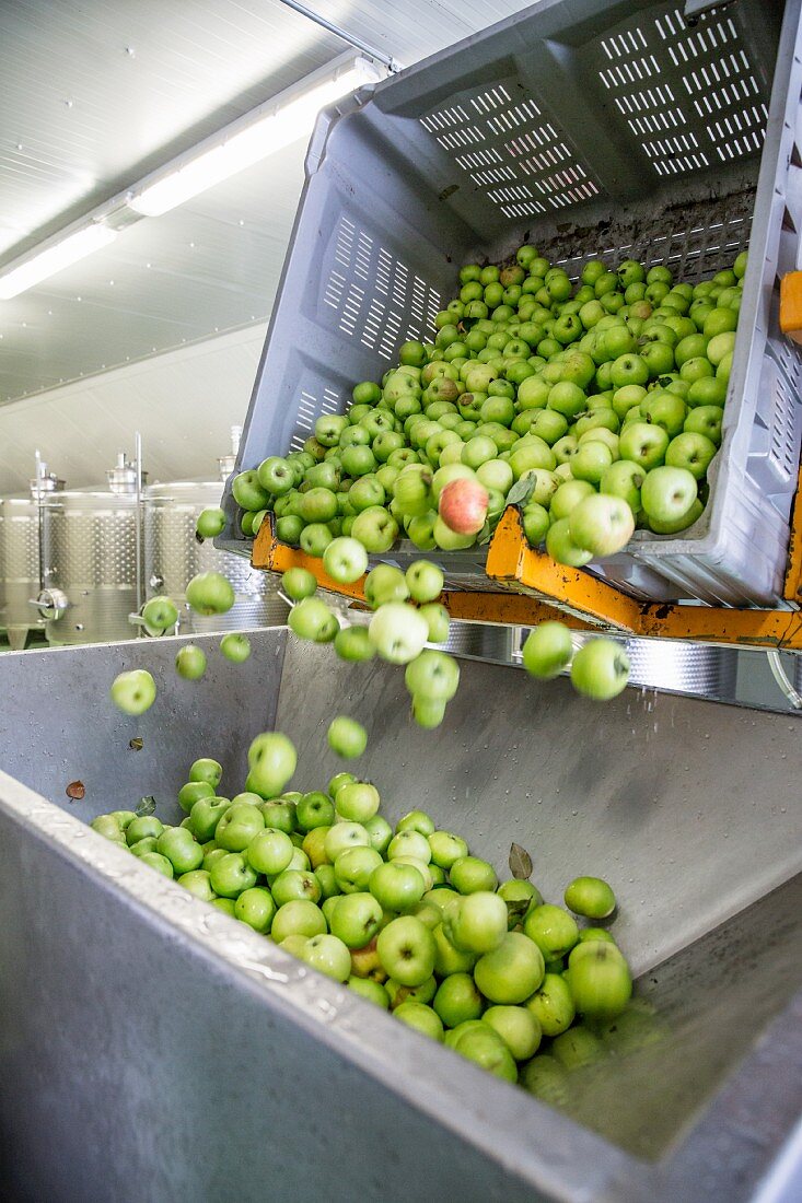 Apples being tipped into a stainless steel funnel for juicing, South Tyrol