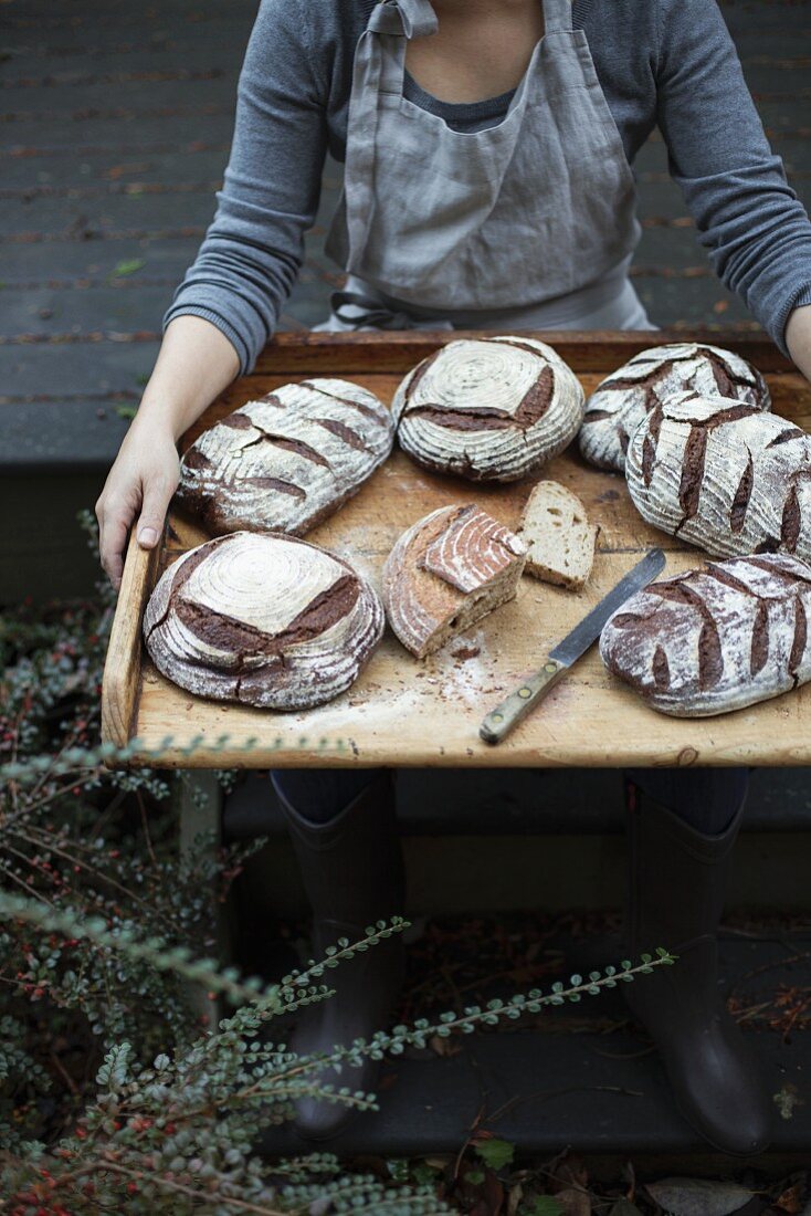 A woman presenting country bread on a wooden tray (Lummi Island, Washington, USA)