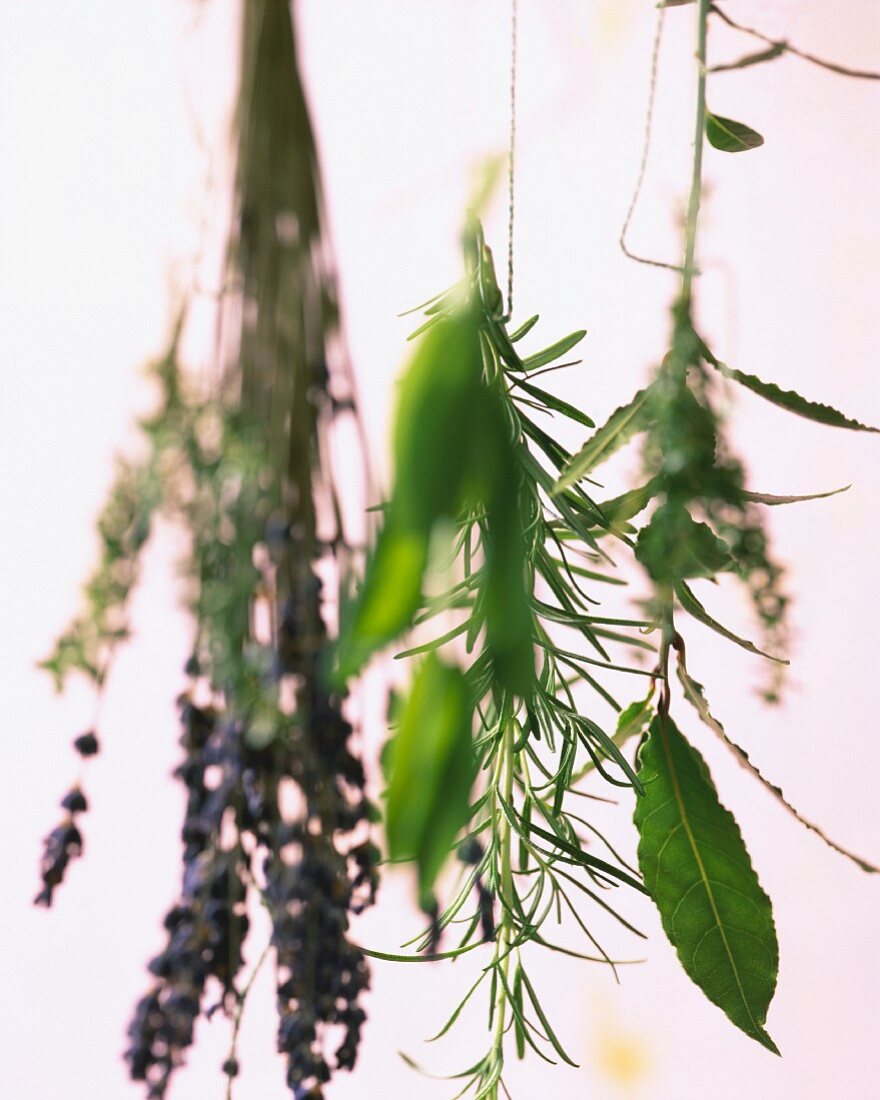 Various herb bouquets hanging upside down