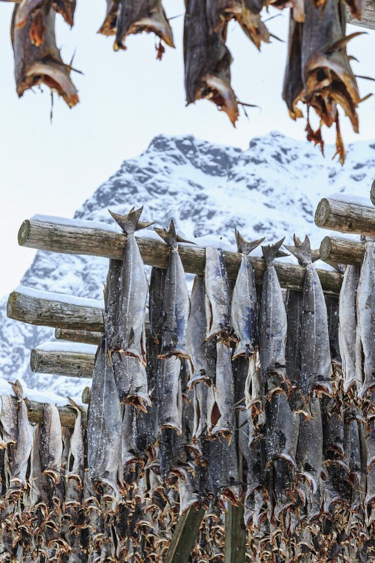 Kabeljau trocknet in der kühlen Luft und Sonne auf den Lofoten, Arktis, Norwegen, Skandinavien, Europa