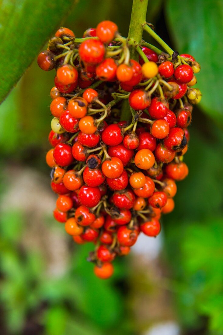 Close Up von roten Kaffeekirschen (Rubiaceae) im Botanischen Garten von Bom Sucesso, Sao Tome, Atlantik, Afrika